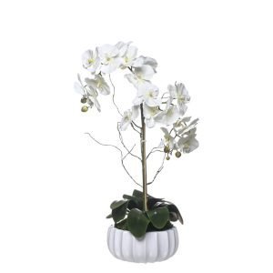 Orquídea 2 Caules Taça Esmeralda